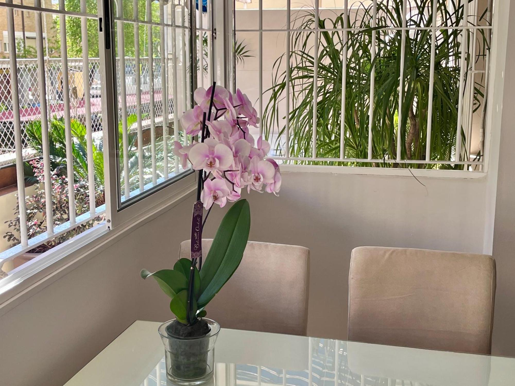 Apartamento Con Gran Terraza Jardin Cerca Del Centro — Photos 1